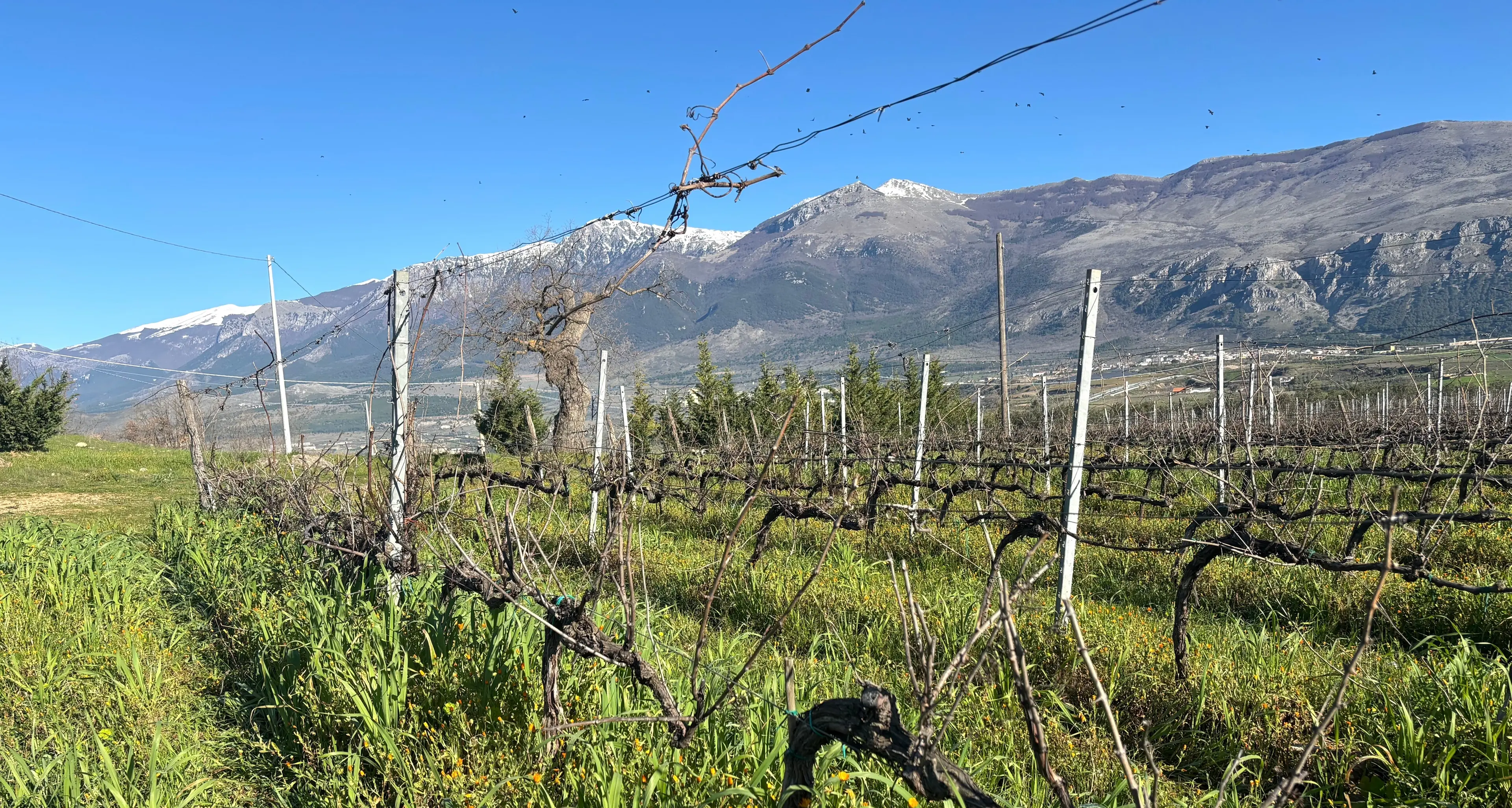 Il Pollino brilla a Bologna: Catasta conquista il prestigioso premio \"Carta dei Vini\"\n