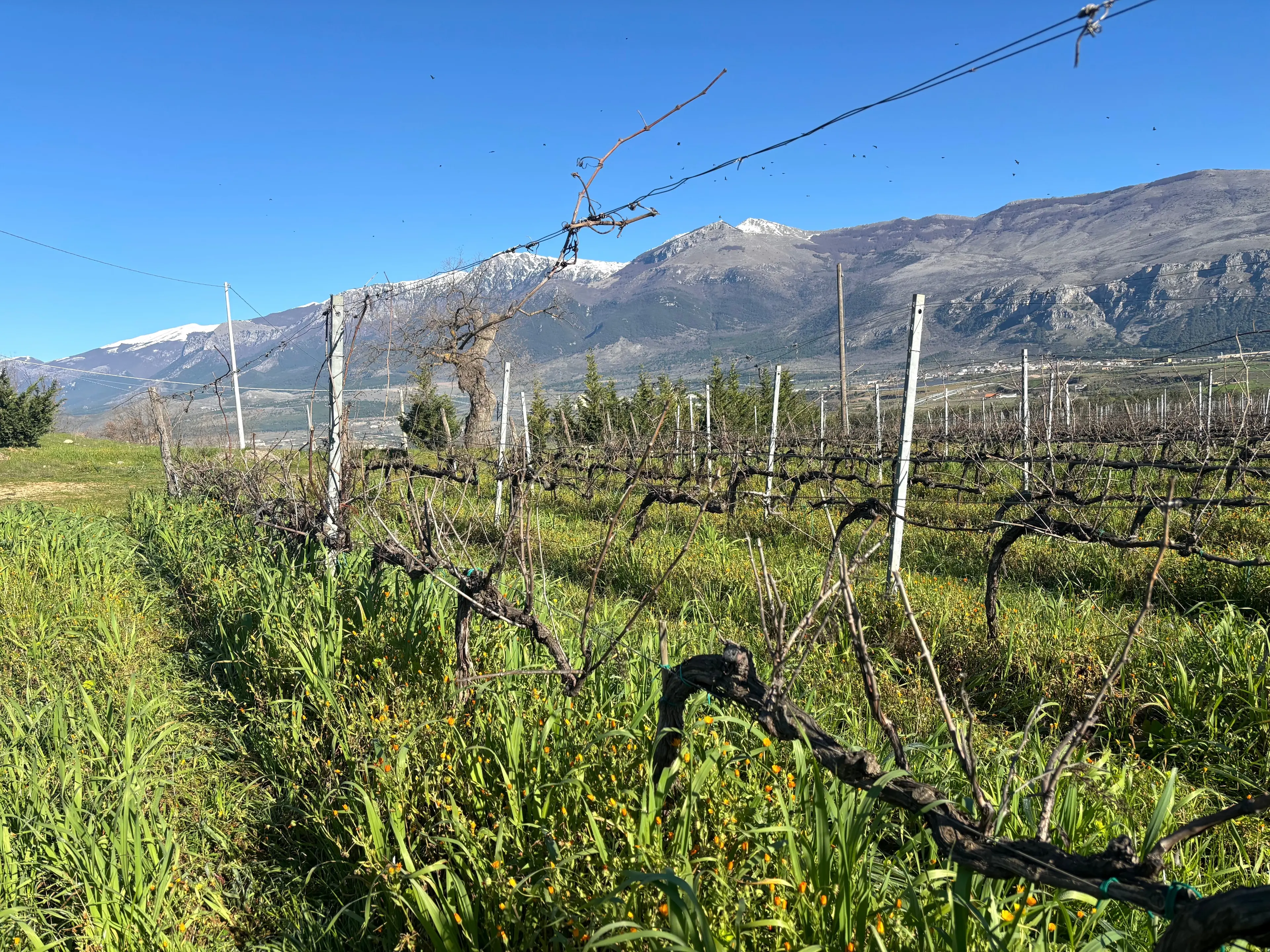 Il Pollino brilla a Bologna: Catasta conquista il prestigioso premio \"Carta dei Vini\"\n