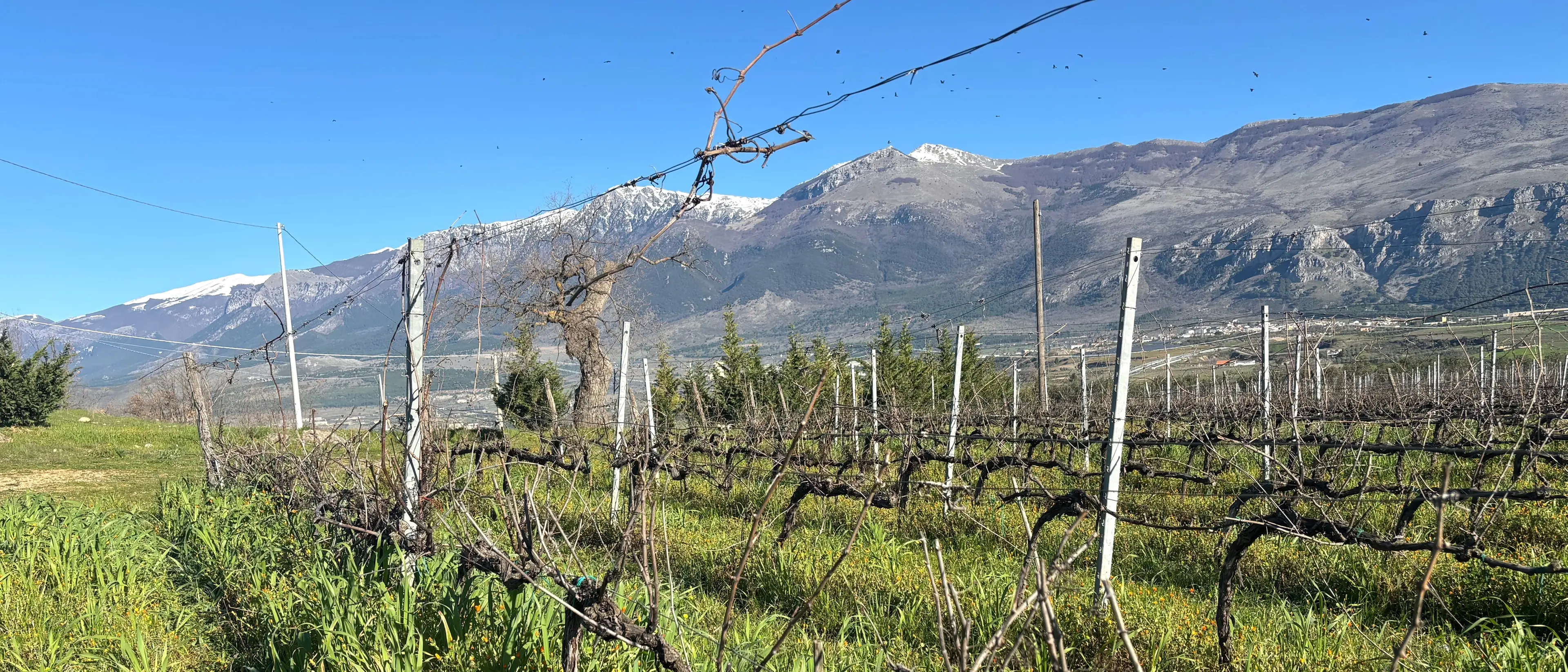Il Pollino brilla a Bologna: Catasta conquista il prestigioso premio \"Carta dei Vini\"\n
