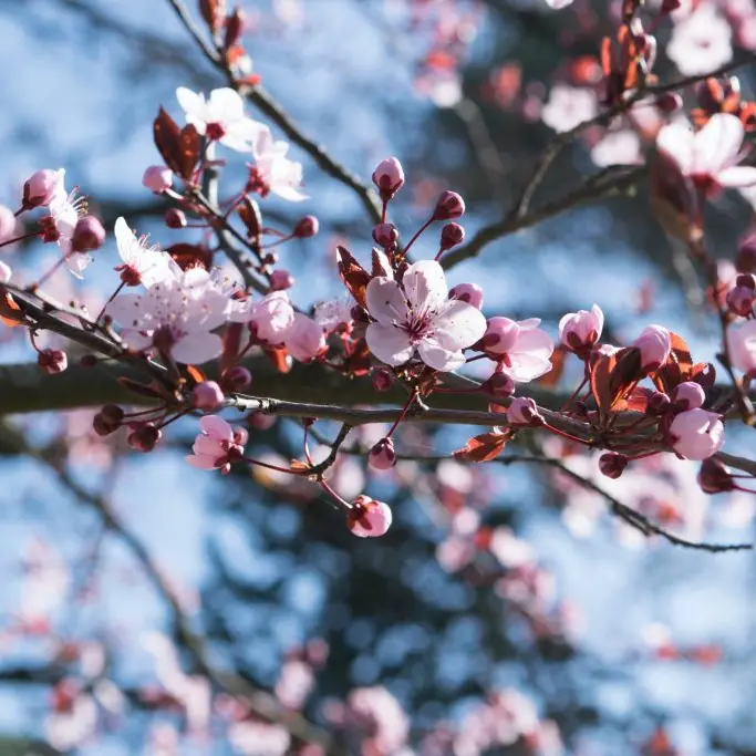 Lo sapevate? il primo marzo inizia la primavera…\u00A0metereologica\n