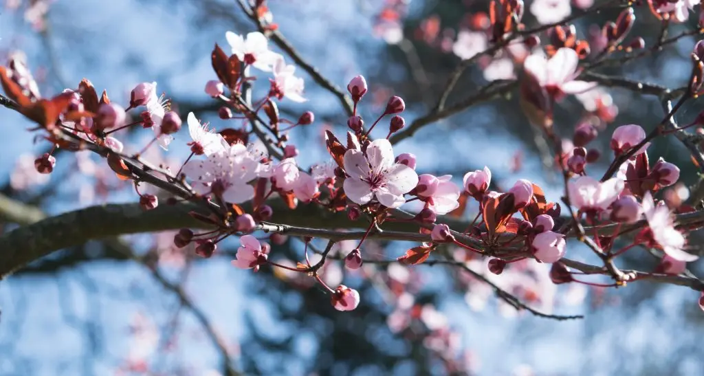 Lo sapevate? il primo marzo inizia la primavera…\u00A0metereologica\n
