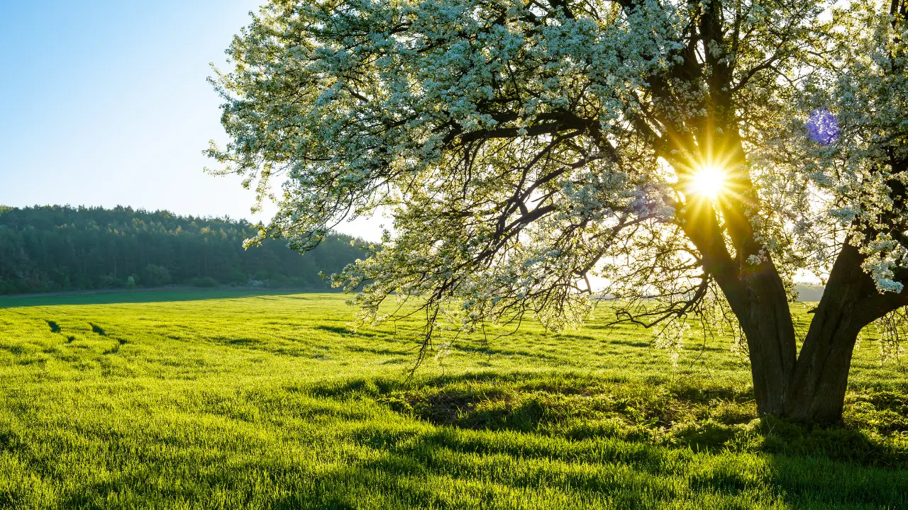 C’è primavera e primavera: per il meteo inizia oggi, quella astronomica il 21 marzo. Le differenze\u00A0\n