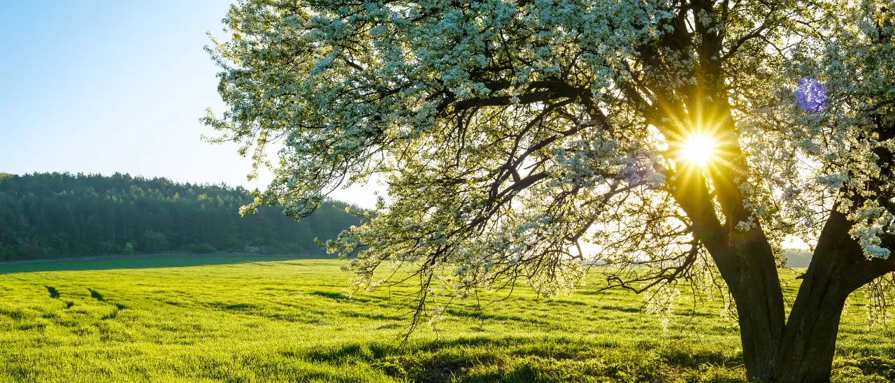 C’è primavera e primavera: per il meteo inizia oggi, quella astronomica il 21 marzo. Le differenze\u00A0\n