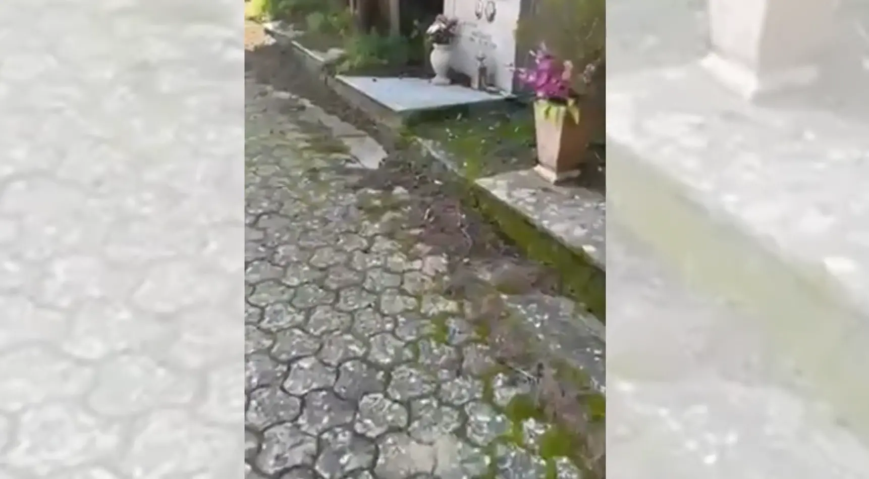 Vibo Valentia, cimiteri nel degrado: erbacce, viali sconnessi e manutenzione assente