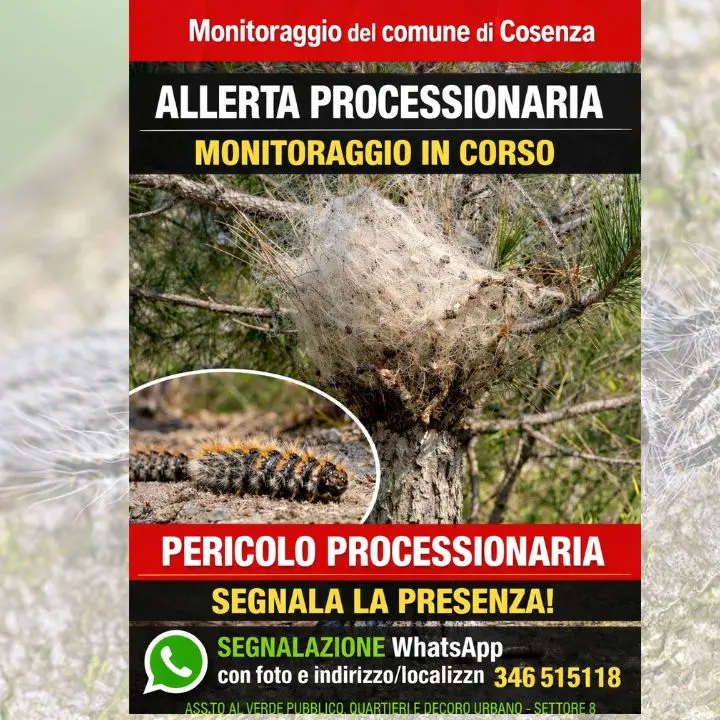 Cosenza, al via il monitoraggio della processionaria del pino su tutto il territorio comunale\n