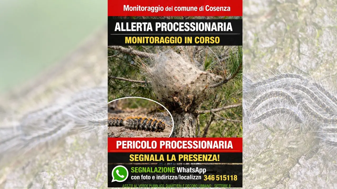 Cosenza, al via il monitoraggio della processionaria del pino su tutto il territorio comunale\n