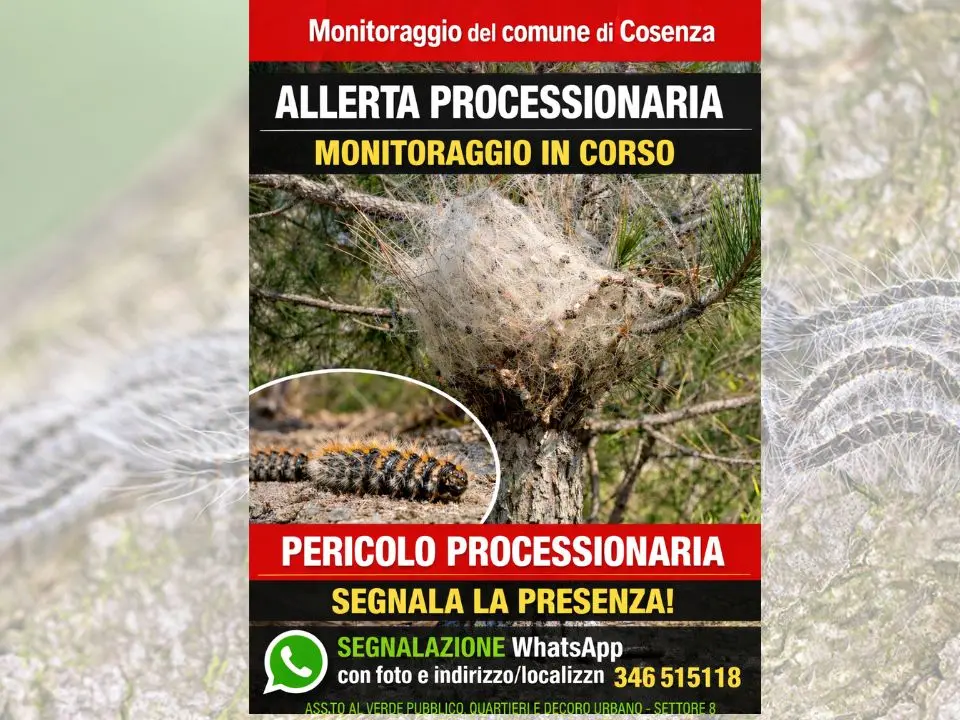 Cosenza, al via il monitoraggio della processionaria del pino su tutto il territorio comunale