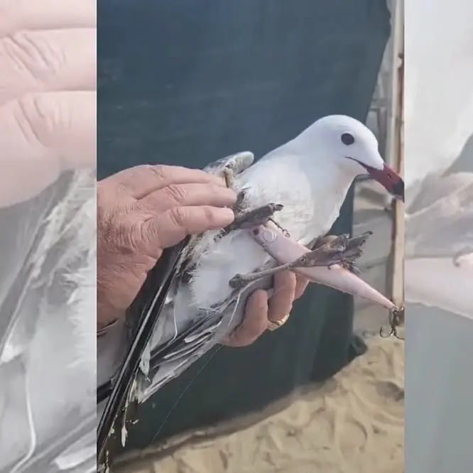 Pizzo, salvato un raro esemplare di gabbiano corso: aveva le zampe intrappolate in una lenza -\u00A0VIDEO\n