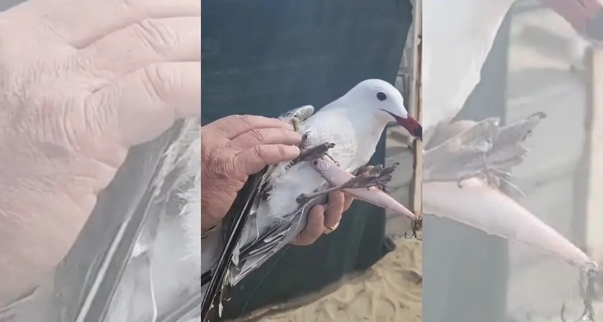 Pizzo, salvato un raro esemplare di gabbiano corso: aveva le zampe intrappolate in una lenza -\u00A0VIDEO\n