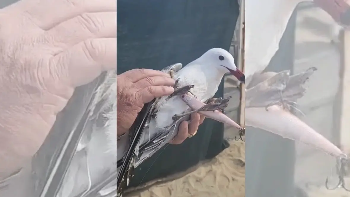 Pizzo, salvato un raro esemplare di gabbiano corso: aveva le zampe intrappolate in una lenza -\u00A0VIDEO\n