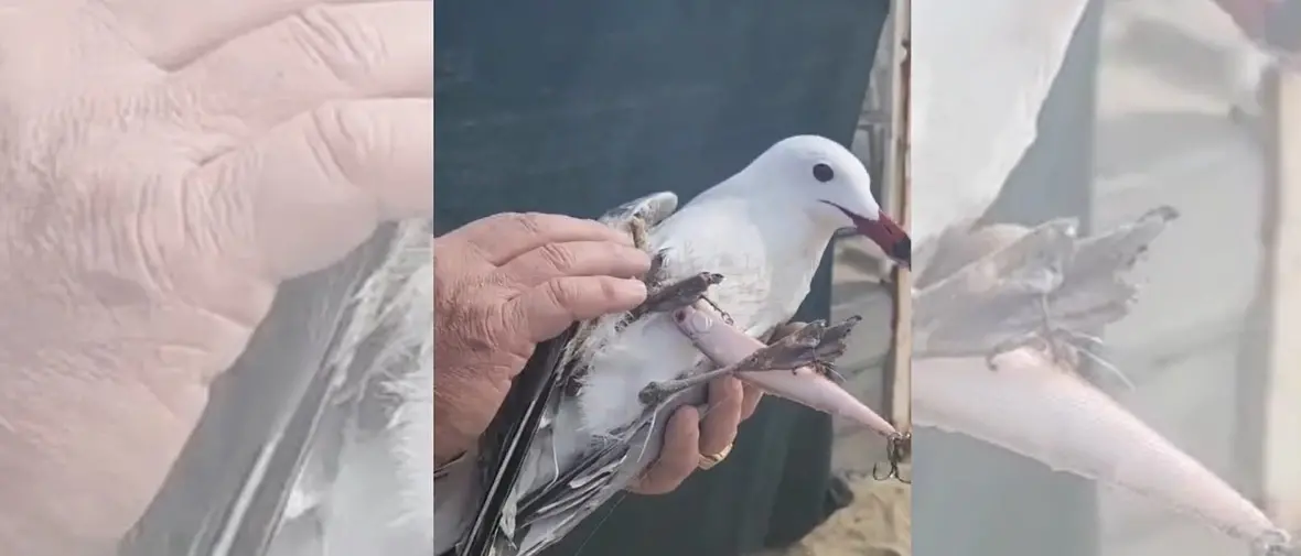 Pizzo, salvato un raro esemplare di gabbiano corso: aveva le zampe intrappolate in una lenza -\u00A0VIDEO\n