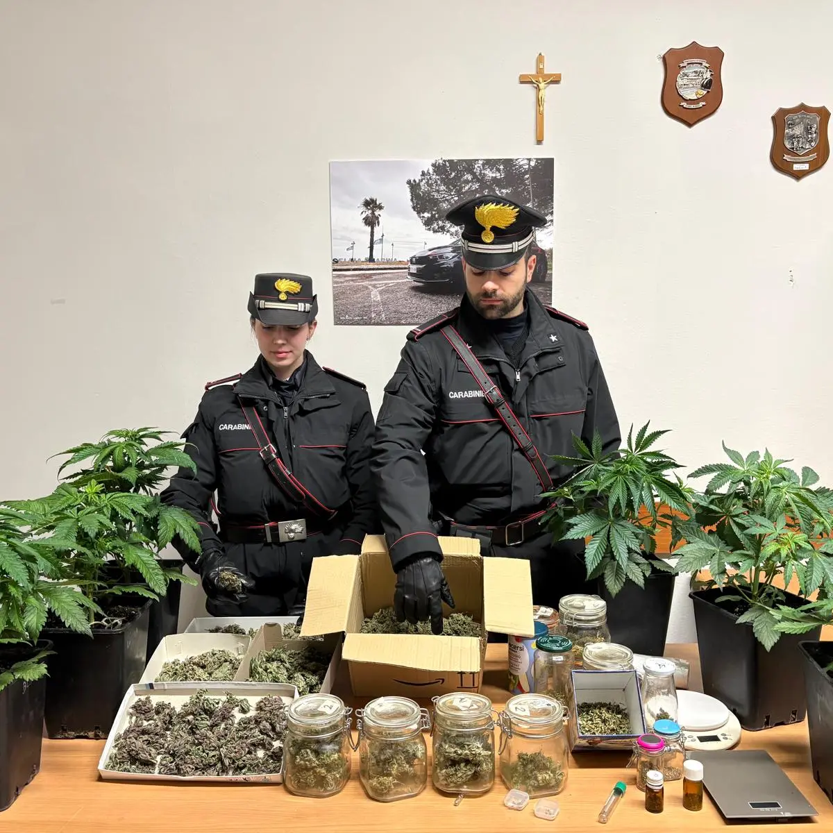 Serre in casa per la coltivazione di marijuana, arrestato un 55enne di Sellia Marina\n