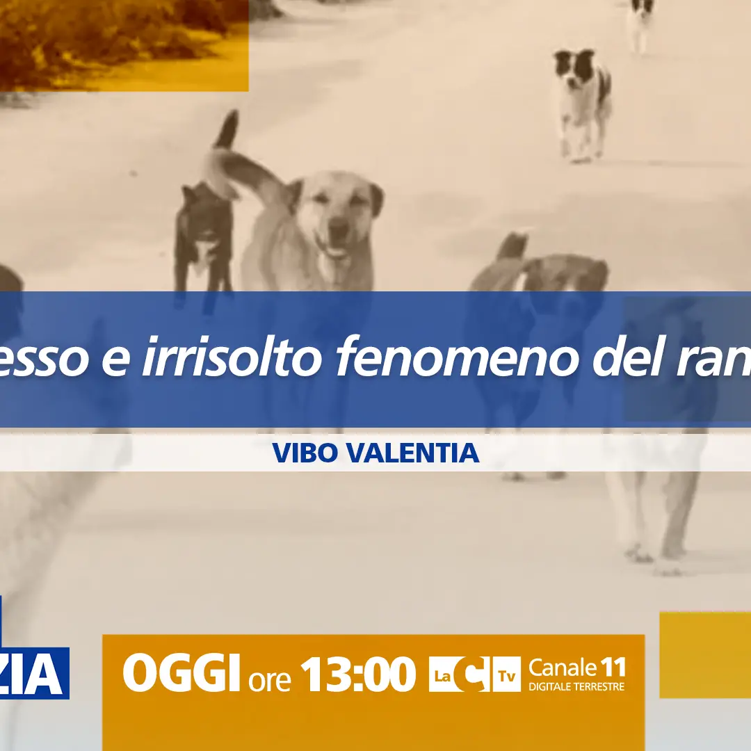 Randagismo, un fenomeno complesso e (ancora) senza soluzioni: approfondimento a Dentro la Notizia\n