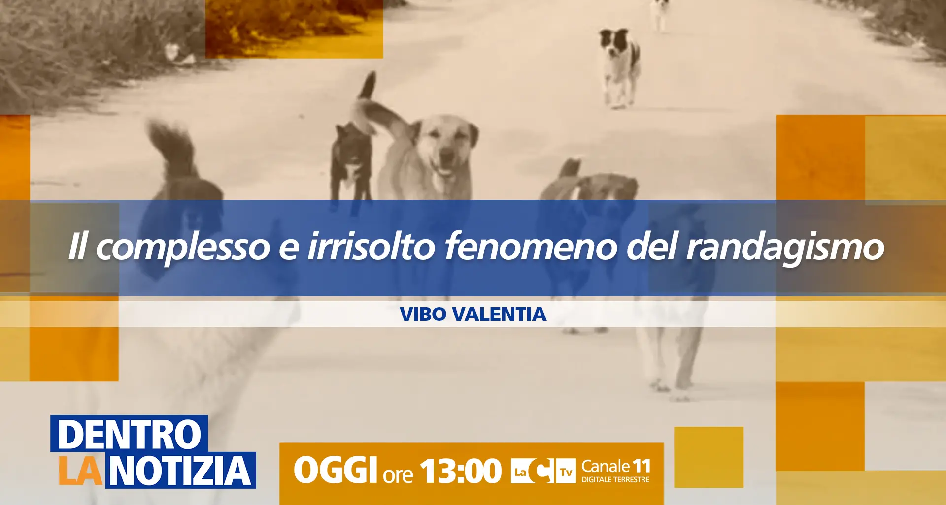 Randagismo, un fenomeno complesso e (ancora) senza soluzioni: approfondimento a Dentro la Notizia\n