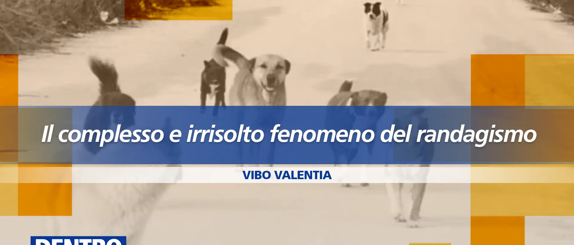 Randagismo, un fenomeno complesso e (ancora) senza soluzioni: approfondimento a Dentro la Notizia\n