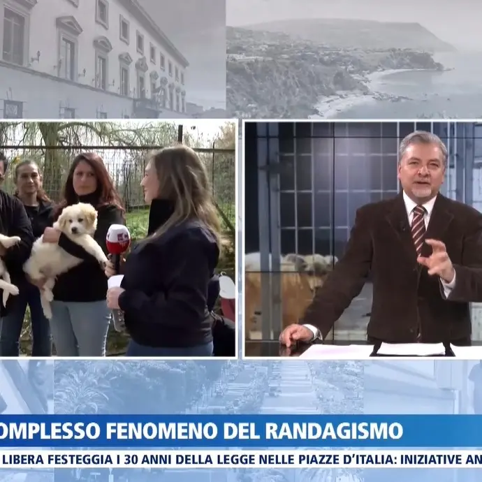 Randagismo in Calabria tra emergenza e responsabilità: l’appello di sindaci, veterinari e volontari