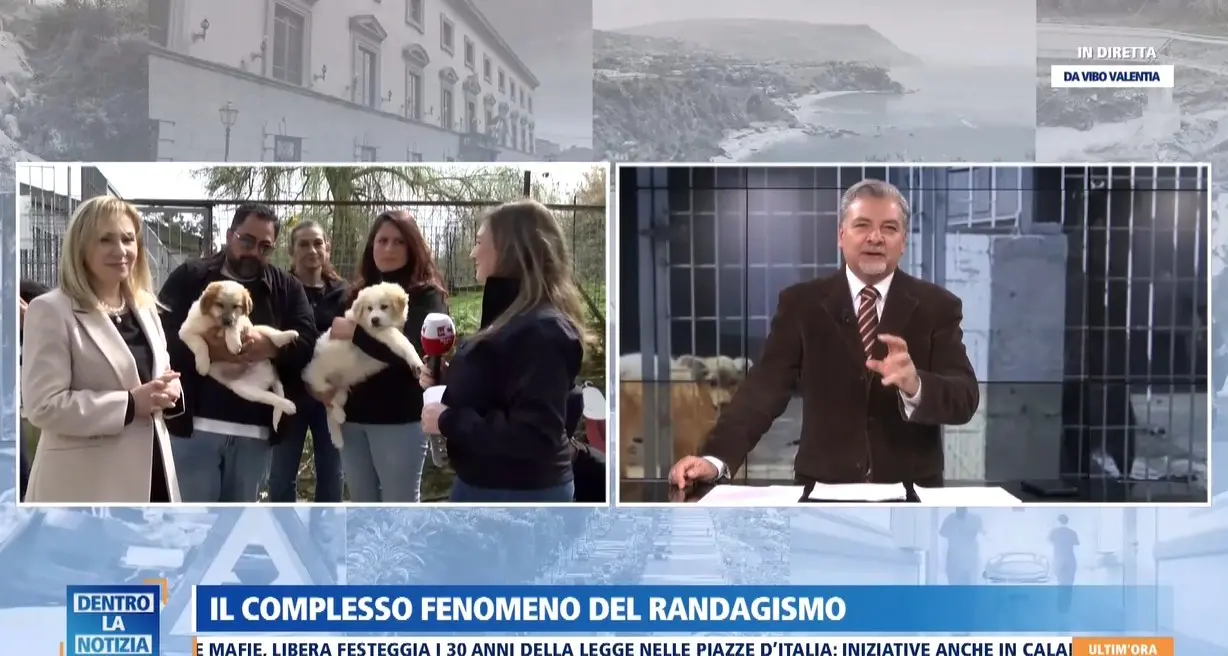 Randagismo in Calabria tra emergenza e responsabilità: l’appello di sindaci, veterinari e volontari