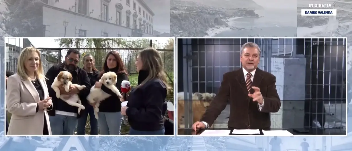 Randagismo in Calabria tra emergenza e responsabilità: l’appello di sindaci, veterinari e volontari