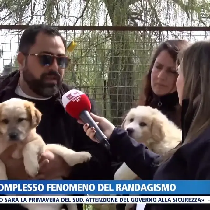 Randagismo, dal canile di Vibo l’allarme dell’assessore Colelli: «Troppi Comuni senza convenzioni, il capoluogo paga per tutti»\n