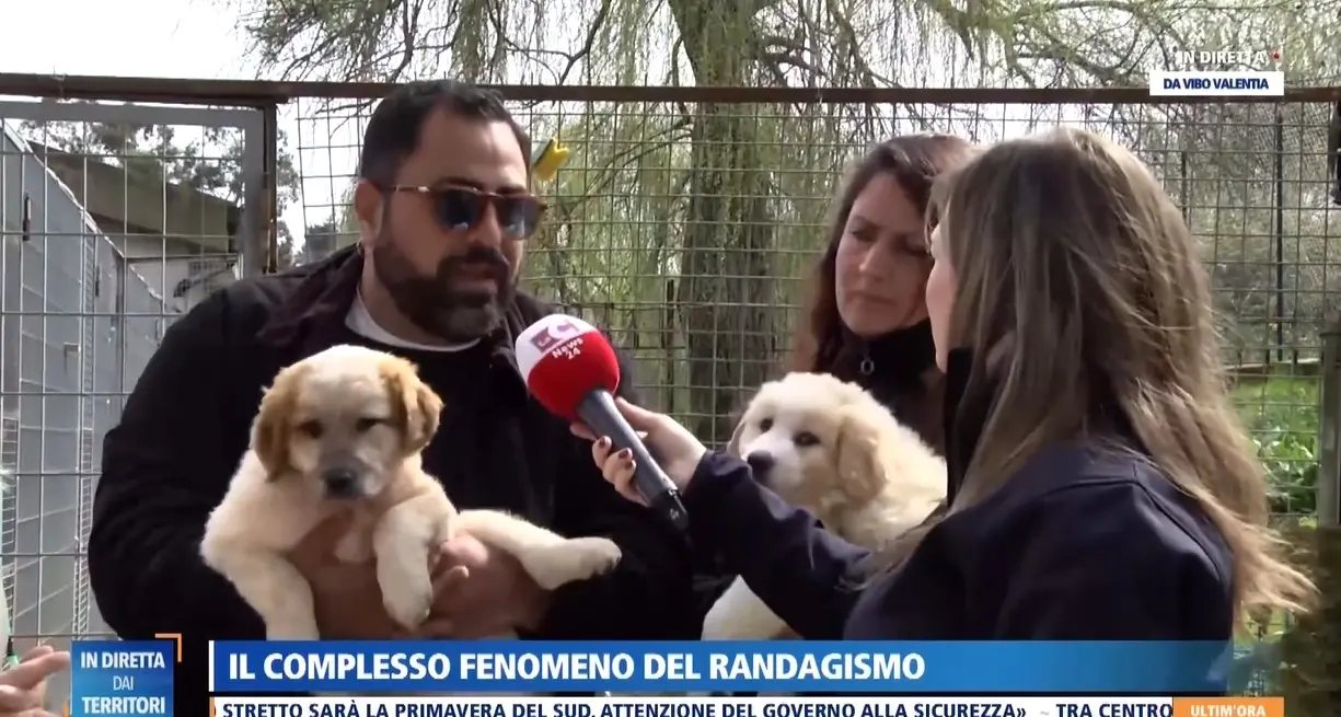 Randagismo, dal canile di Vibo l’allarme dell’assessore Colelli: «Troppi Comuni senza convenzioni, il capoluogo paga per tutti»\n