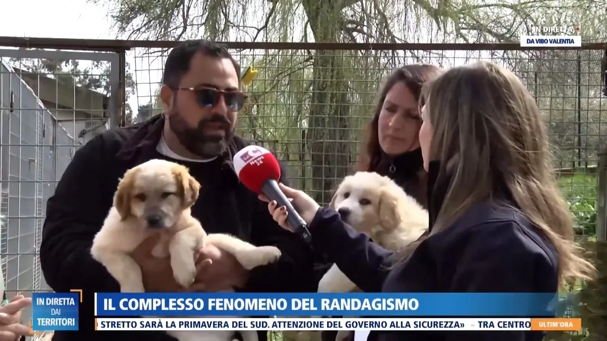 Randagismo, dal canile di Vibo l’allarme dell’assessore Colelli: «Troppi Comuni senza convenzioni, il capoluogo paga per tutti»\n