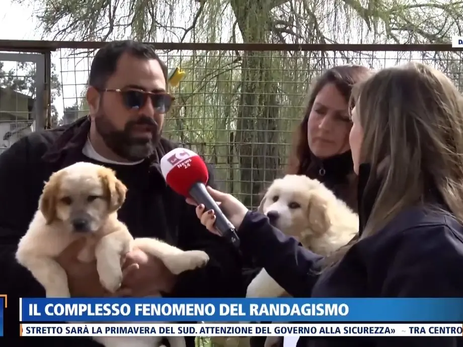 Randagismo, dal canile di Vibo l’allarme dell’assessore Colelli: «Troppi Comuni senza convenzioni, il capoluogo paga per tutti»