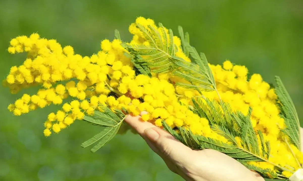 8 Marzo a Cosenza, tour nei musei e nei palazzi: itinerario dedicato all’universo femminile\n