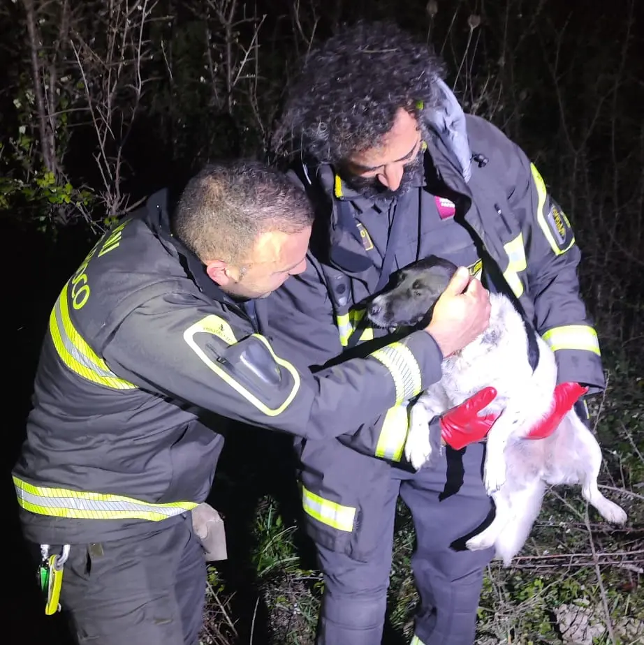 Vigili del Fuoco salvano cane intrappolato tra i rovi a Camini\n