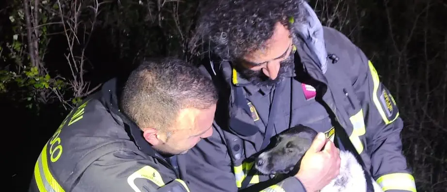 Vigili del Fuoco salvano cane intrappolato tra i rovi a Camini\n