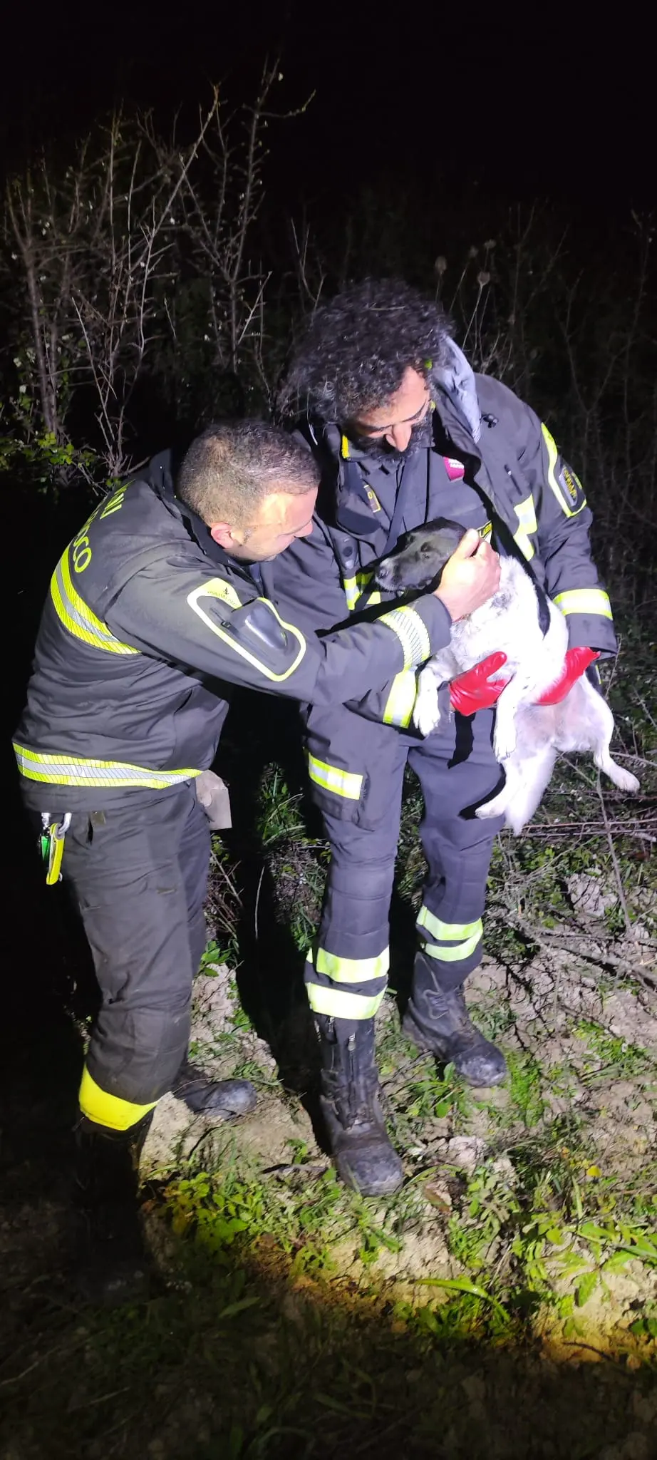 Vigili del Fuoco salvano cane intrappolato tra i rovi a Camini\n