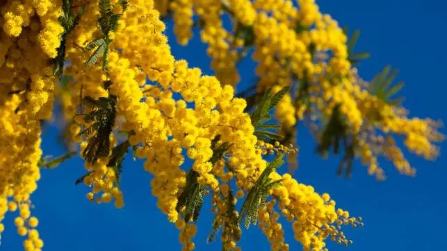 Corteo per la Giornata della Donna a Cosenza: domenica stop al traffico nel centro città\n