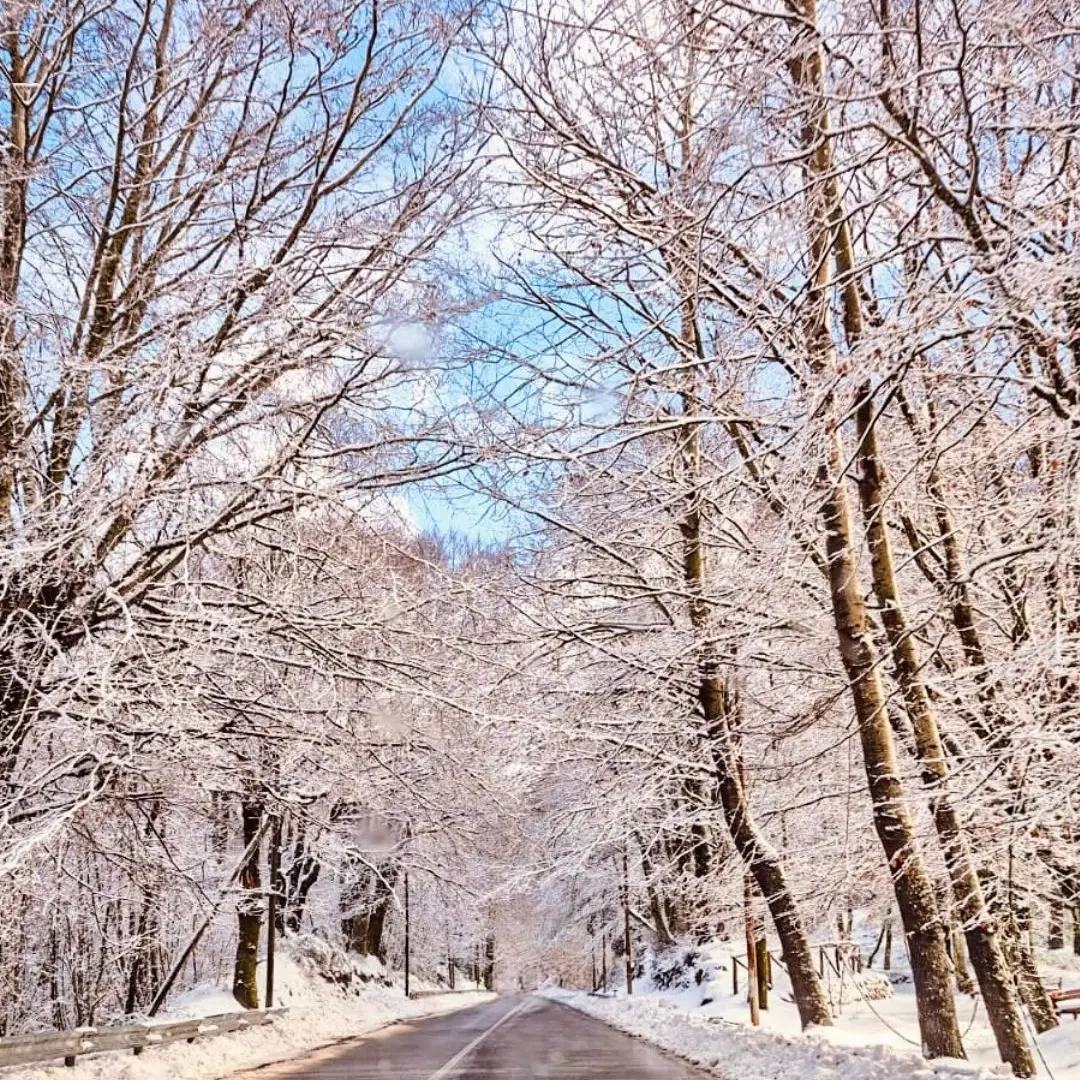 Verso Gambarie, dove la neve racconta silenzi\n