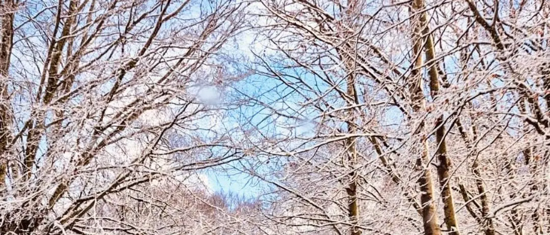 Verso Gambarie, dove la neve racconta silenzi\n