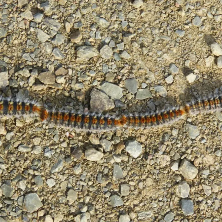Processionaria a Catanzaro: Settore Ambiente già al lavoro per parchi pubblici e scuole comunali\n