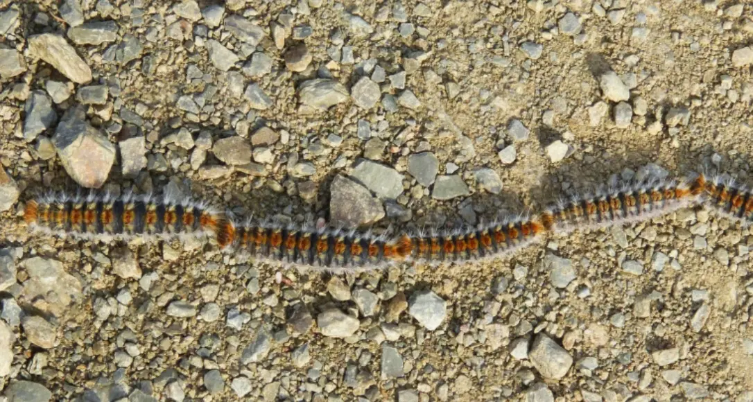 Processionaria a Catanzaro: Settore Ambiente già al lavoro per parchi pubblici e scuole comunali\n