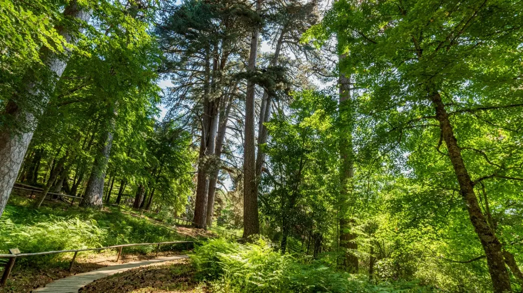 Foto dalla pagina social de I giganti della Sila