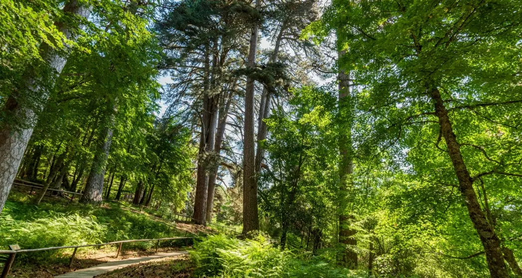 <p>Dai giganti della Sila all’antico Palazzo della Baronessa Scoppa, arrivano le <span style=\"color:hsl(0, 75%, 60%);\">Giornate Fai in Calabria</span></p>