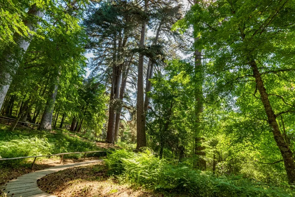 Dai giganti della Sila all’antico Palazzo della Baronessa Scoppa, arrivano le Giornate Fai in Calabria