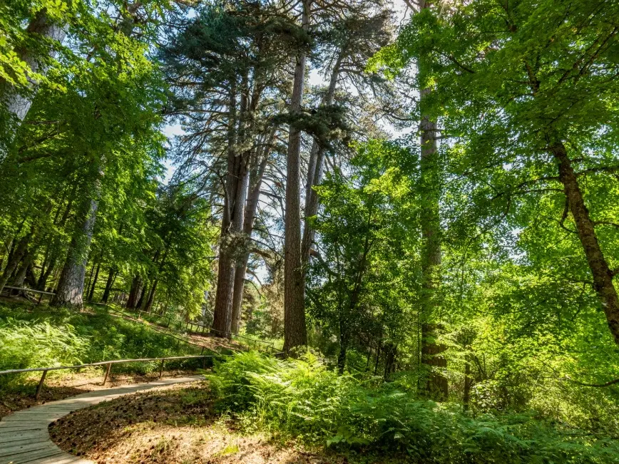 Dai giganti della Sila all’antico Palazzo della Baronessa Scoppa, arrivano le Giornate Fai di primavera: ecco tutti i luoghi da scoprire