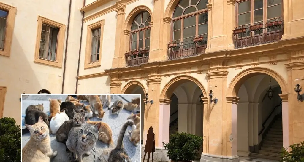 “Cento gatti lasciati dentro Palazzo De Nobili”: clamorosa iniziativa di una veterinaria a causa del mancato pagamento della convenzione
