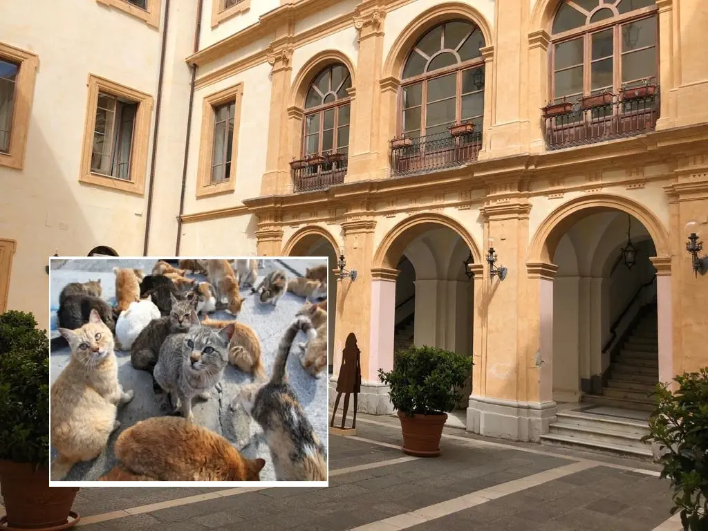“Cento gatti lasciati dentro Palazzo De Nobili”: clamorosa iniziativa di una veterinaria a causa del mancato pagamento della convenzione