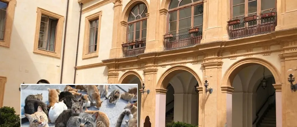 “Cento gatti lasciati dentro Palazzo De Nobili”: clamorosa iniziativa di una veterinaria a causa del mancato pagamento della convenzione
