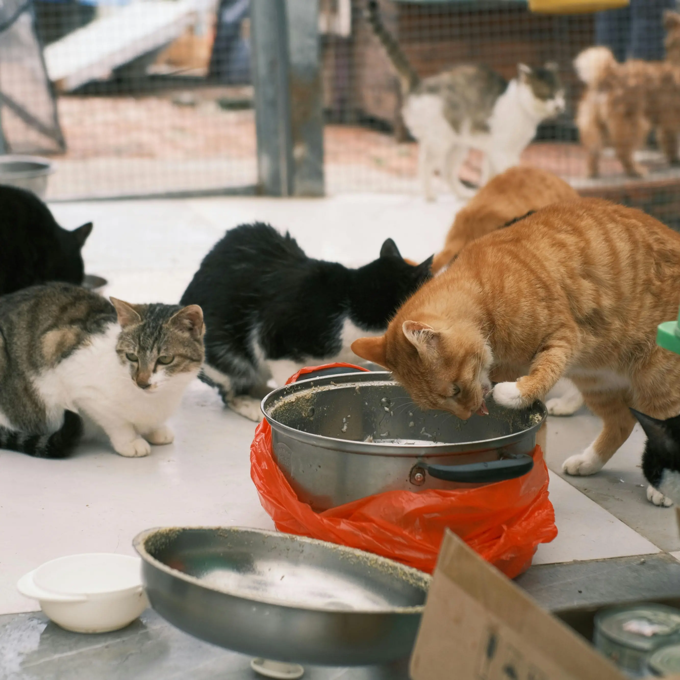 <p>«Consegneremo 100 gatti al sindaco Fiorita se il Comune non paga 25mila euro»: la “minaccia” di una clinica veterinaria di Catanzaro</p>