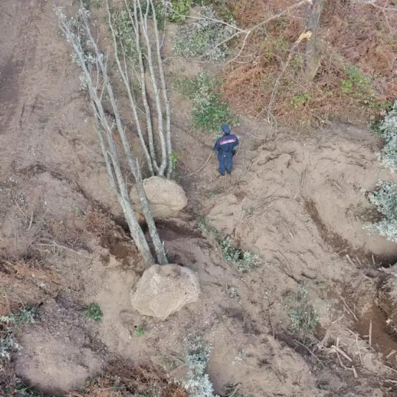 Estirpano alberi di leccio a San Nicola da Crissa per piantarli in giardini privati in Puglia, bloccati dai carabinieri\n