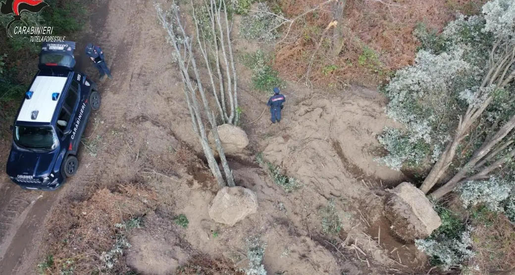 Estirpano alberi di leccio a San Nicola da Crissa per piantarli in giardini privati in Puglia, bloccati dai carabinieri\n