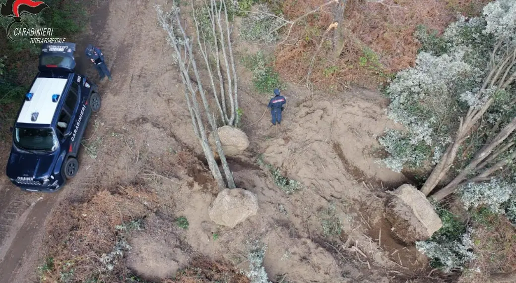 Estirpano alberi di leccio a San Nicola da Crissa per piantarli in giardini privati in Puglia, bloccati dai carabinieri\n
