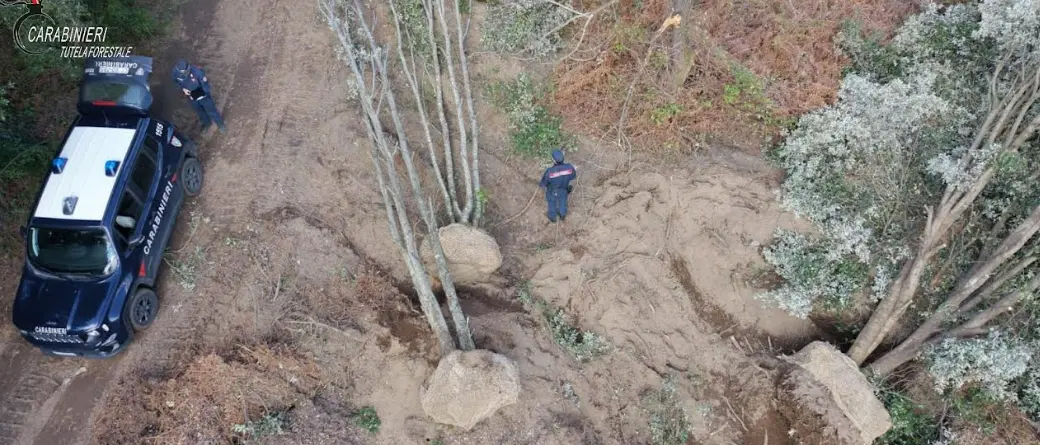 Estirpano alberi di leccio a San Nicola da Crissa per piantarli in giardini privati in Puglia, bloccati dai carabinieri\n