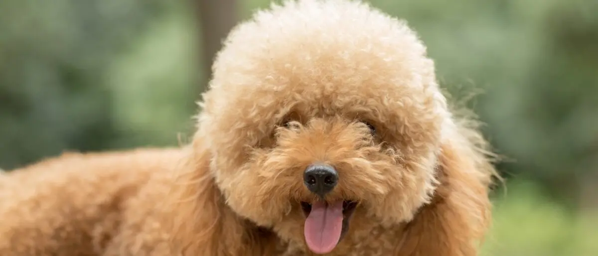 Rapito e lanciato dall’auto, Aaron muore dopo una tentata rapina\n