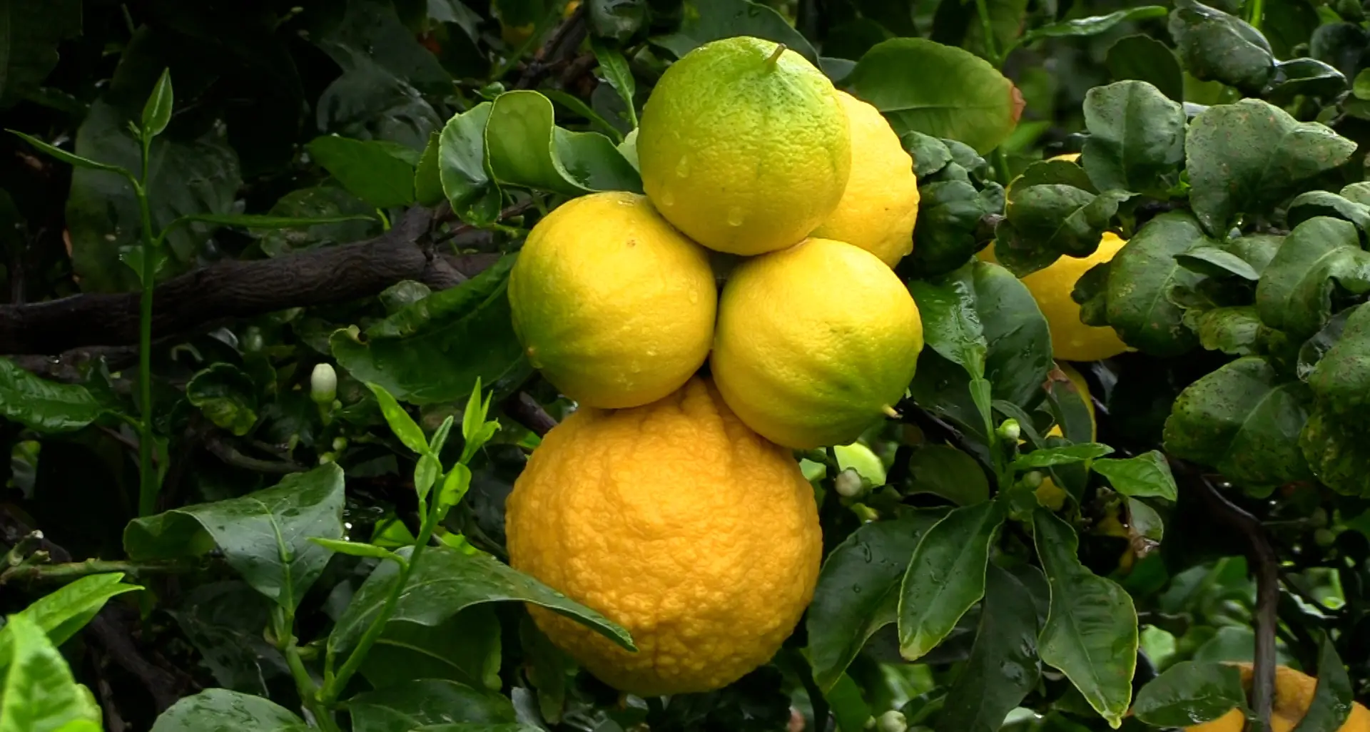 Bergamotto di Reggio Calabria, nuovo ricorso al Tar sull’IGP: si riapre la sfida dopo il via libera del Ministero\n