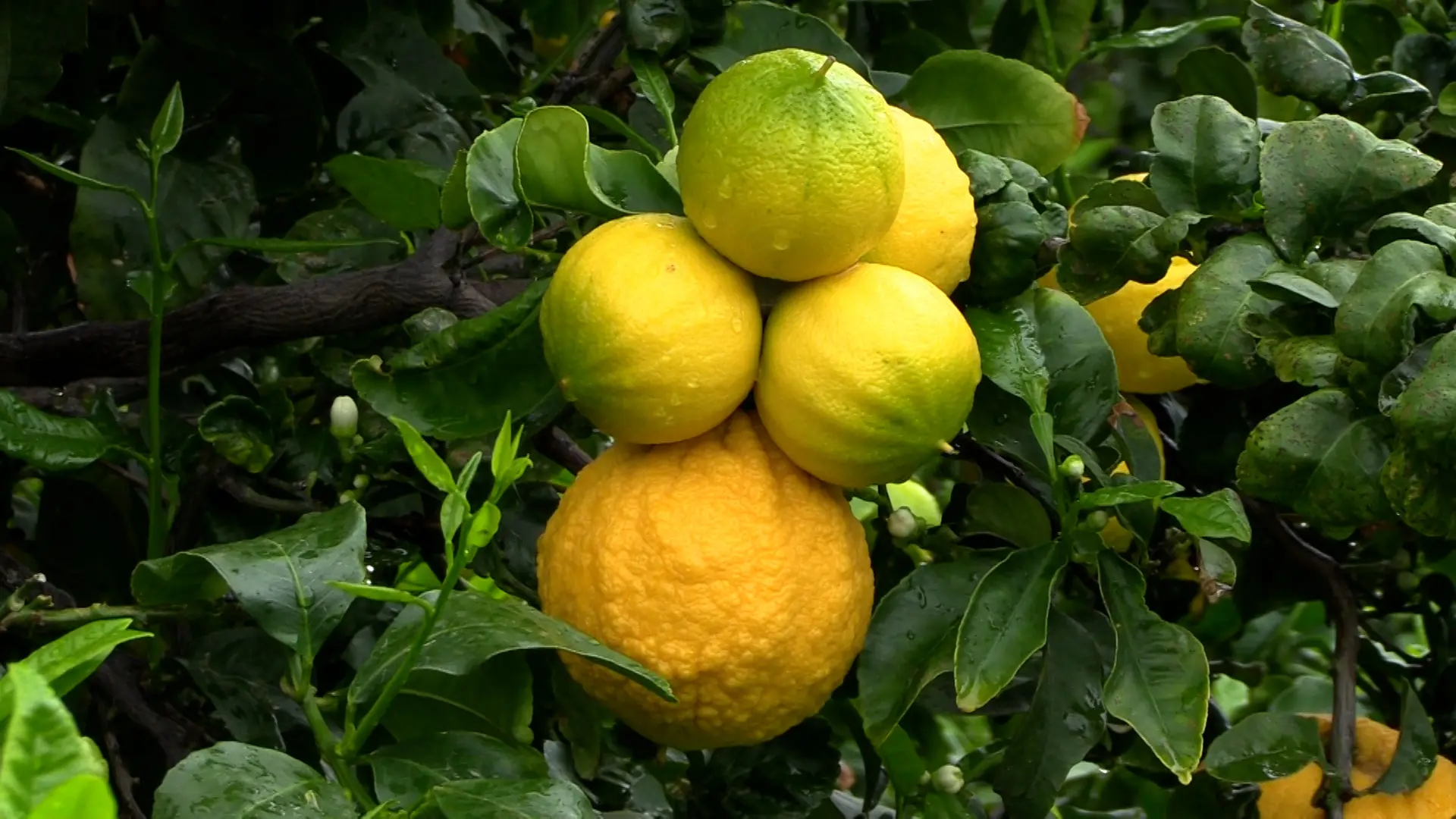 Bergamotto di Reggio Calabria, nuovo ricorso al Tar sull’IGP: si riapre la sfida dopo il via libera del Ministero\n